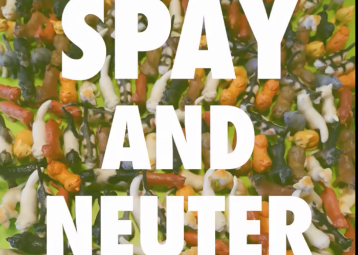 Spay and Neuter