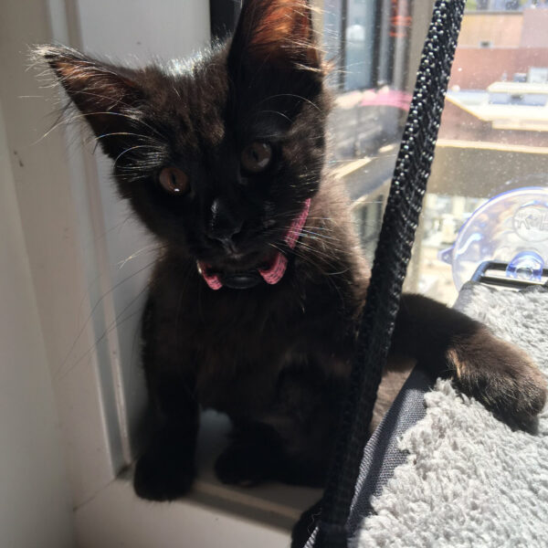 Piper as a kitten