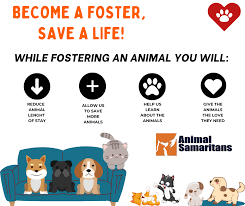 Become a foster, save a life!