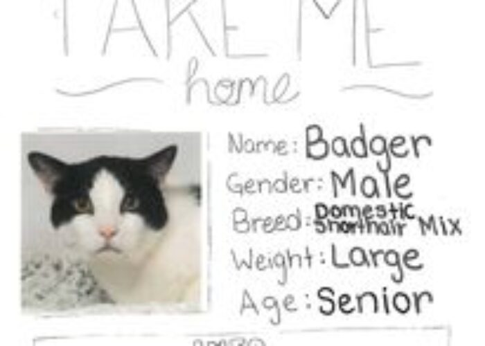 Cat adoption poster