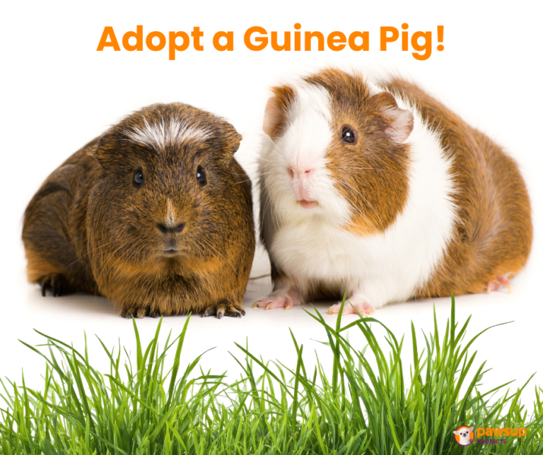 Adopt a Guinea Pig!