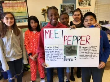 Pet adoption posters project made by middle school students