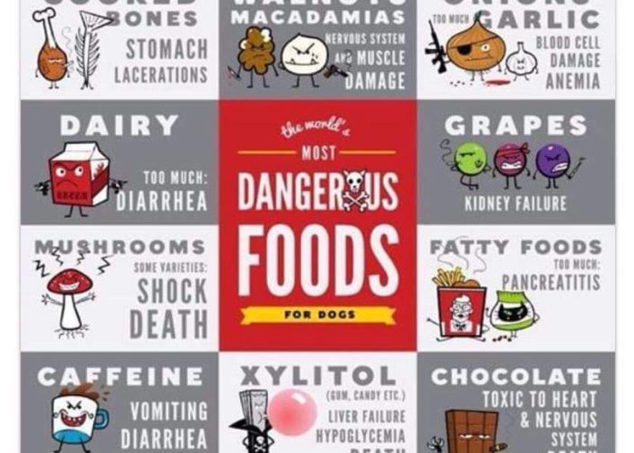 Info about what foods are dangerous to dogs