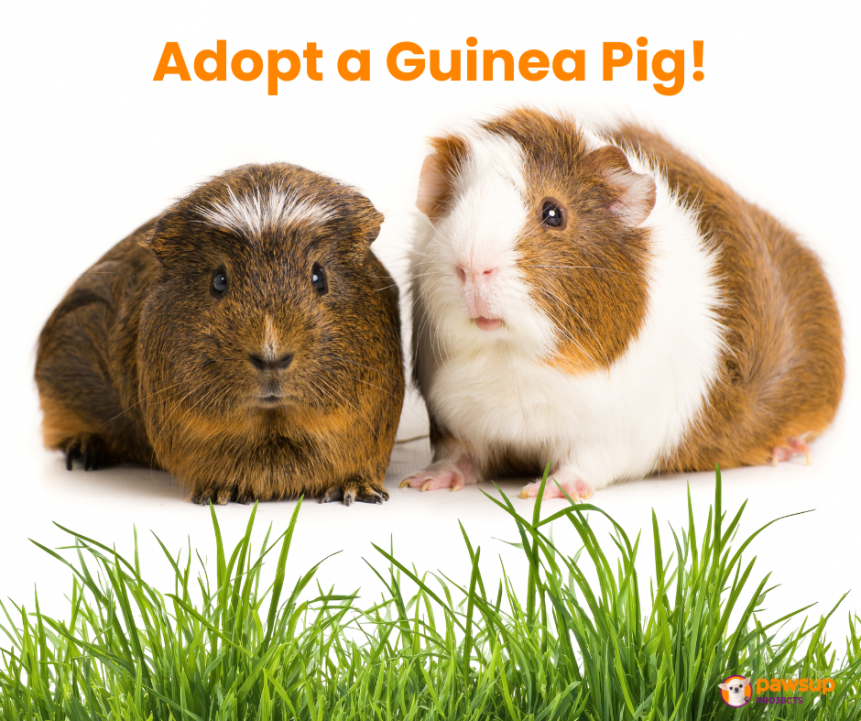 Guinea Pig BLOG image