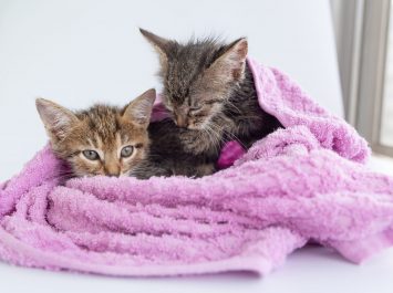 kittens in towels promoting towel drive animal shelter project